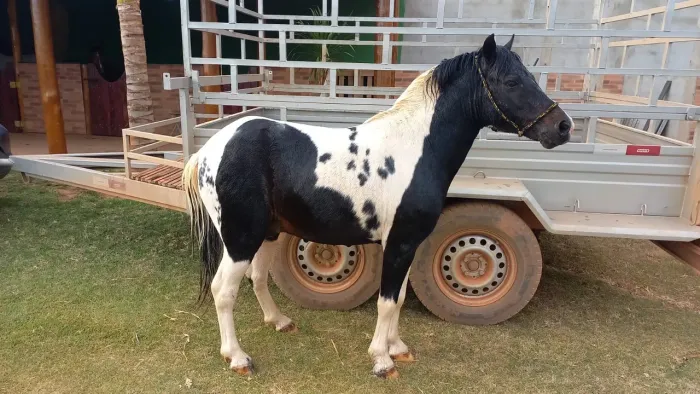 Cavalo pôneis.