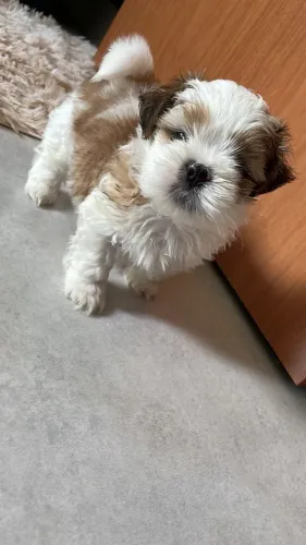 Shihtzu filhote ,