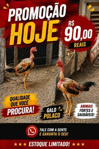 GALO POLACO REPRODUTOR
