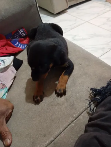 Vende-se filhote de Rottweiler