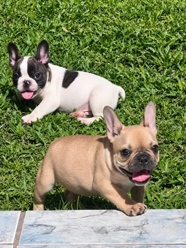 Filhotes buldogue francês raros