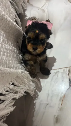 Yorkshire-Animais para o dia a dia da família