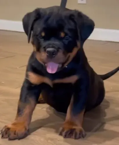 MACHOS E FÊMEAS - FILHOTES DE ROTTWEILER