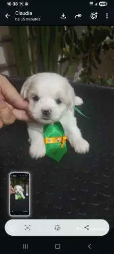Maltês machinho