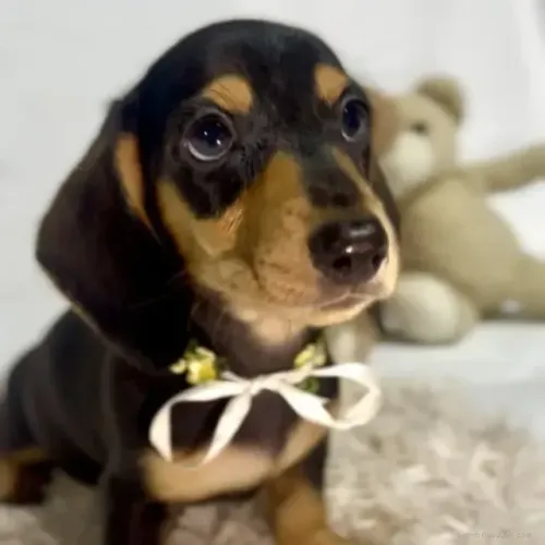 Filhotinhos espertos e carinhosos Teckel/Dachshund/Salsicha/Salsichinha/Basset/Cofap