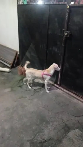 Cadela órfã de tutora 1 ano dócil 