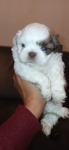 Vendo Shitzu macho do olho azul