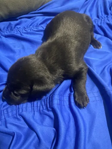 Doação desse cachorrinho filhote porte pequeno