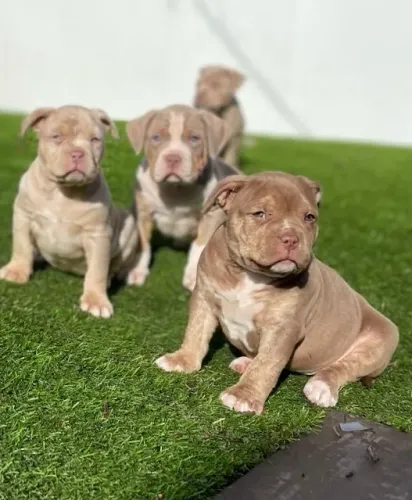 American Bully - Um Filhote Que Transmite Confiança 
