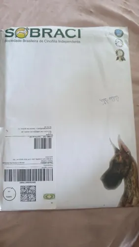 Vendo Spitz alemão Lulu da boomerang tenho fêmea e macho todo com documentação com pedigre