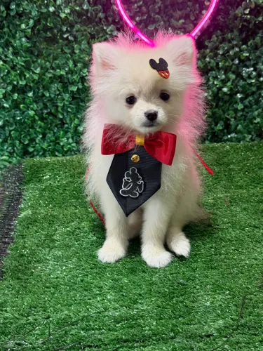 Lulu da pomerania