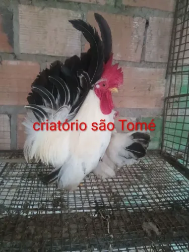 Nagasaki BTW pintos disponível 