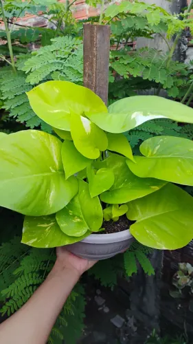 Planta jibóia neon gigante 