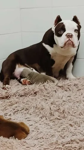 American Bully fêmeas adultas