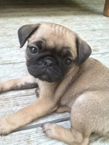 Pug Com Uma Personalidade Cheia De Surpresas