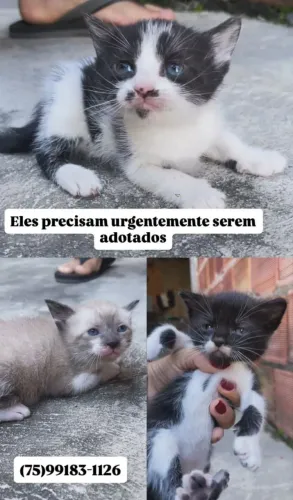 Filhotes de gato disponíveis para adoção 