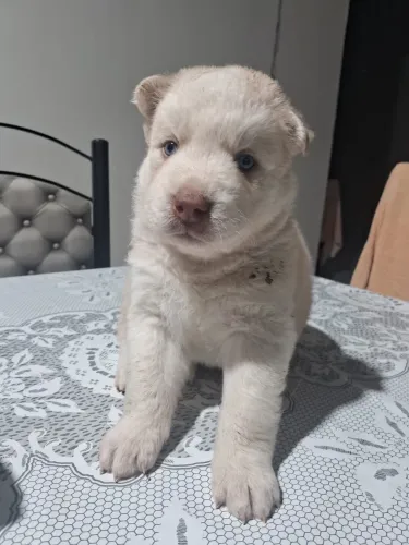 Filhote de husky siberiano