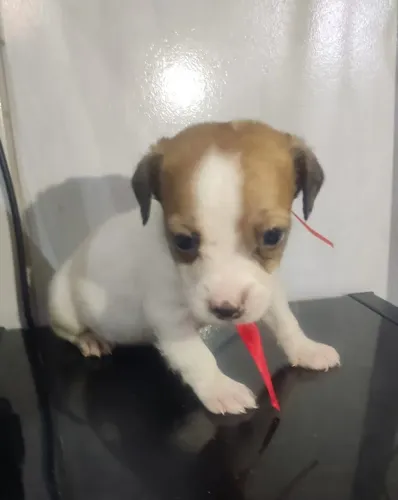 Chihuahua xxx pinscher