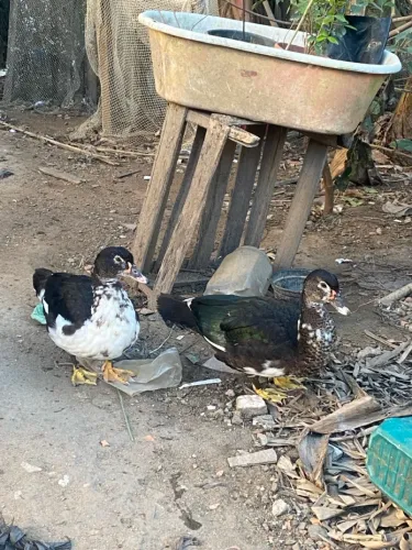 Patas fêmea