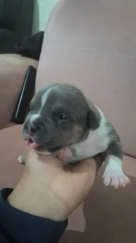 Filhote de American Bully