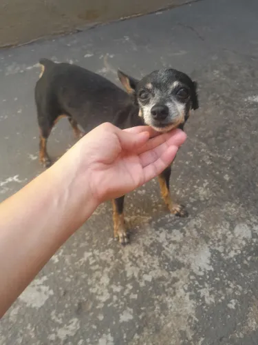 Doa-se Casal de pinscher legítimo