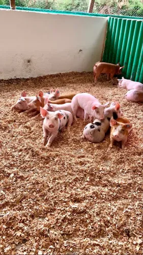 LEITÕES À VENDA