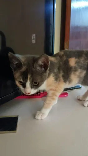 Gatinha para adoção