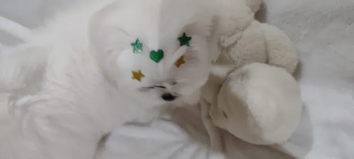 Linda filhote de shih tzu pelagem branca com marfim 