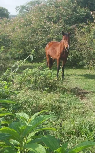 Troco égua crioula ? porcento mansa já domada