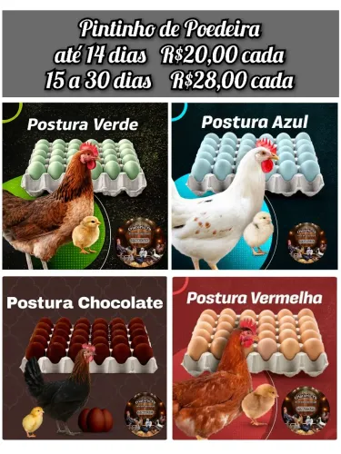 Pintinho Poedeira 