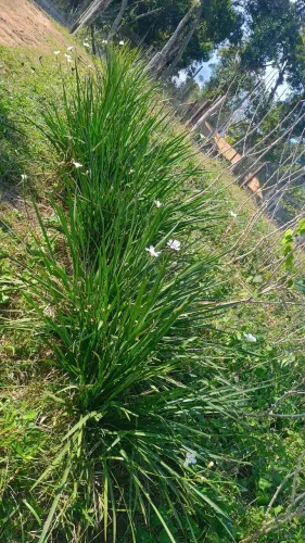 Planta moreia