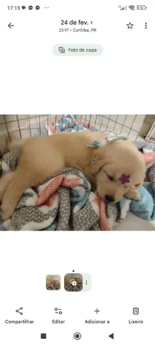 Golden Retriever para reserva entrega 22/10