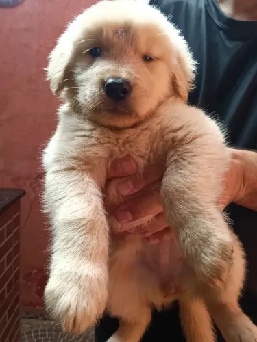 Golden Retriever fêmeas