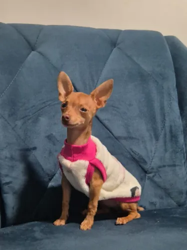 Pinscher MINUATURA Fêmea 