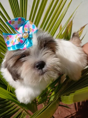 Shih Tzu