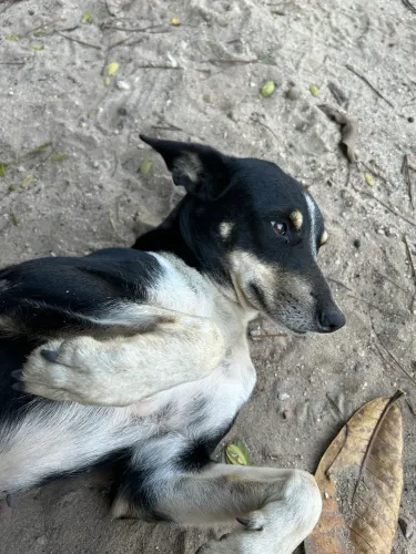 Cadela porte pequeno adoção