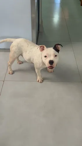 American bully poket