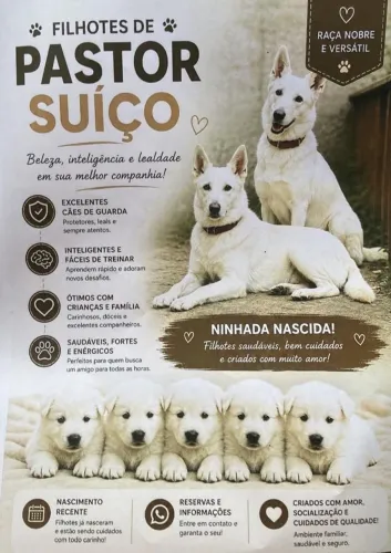 Vendo ou troco em um golden fêmea ou buldogue fêmea