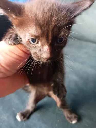 Quero um lar de amor
