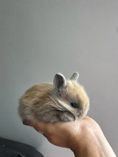 Coelho Netherland Dwarf filhote 