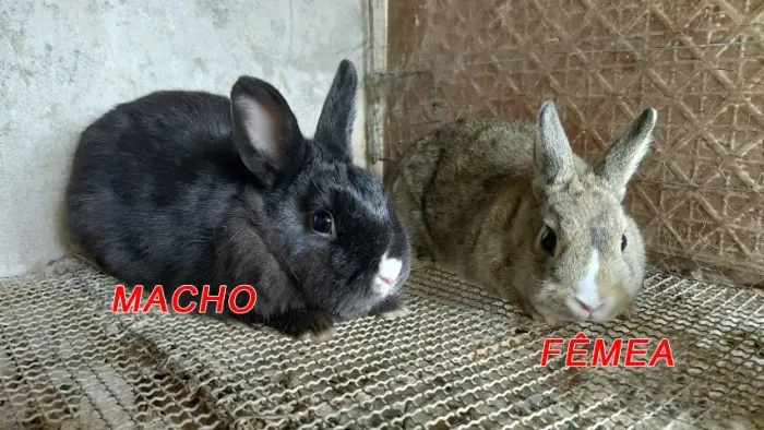 Mini Coelho Netherland Dwarf jovem