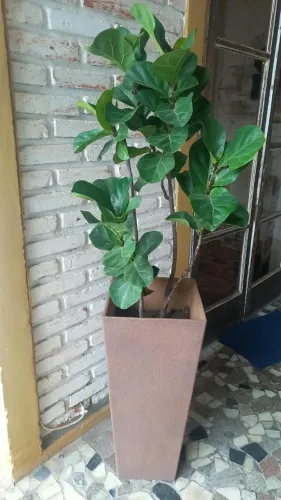 VASO DE FIBRA COM FICUS LIRATA