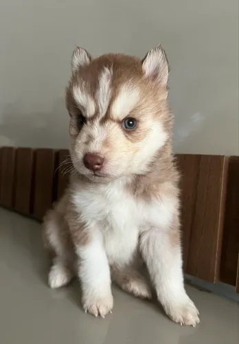 Filhote de husky siberiano macho 