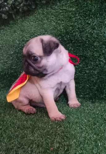 Pug macho miniatura valor dele e só no zap
