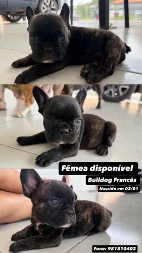 Fêmea Bulldog francês
