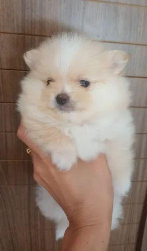 Spitz alemão anão (lulu da pomerania)