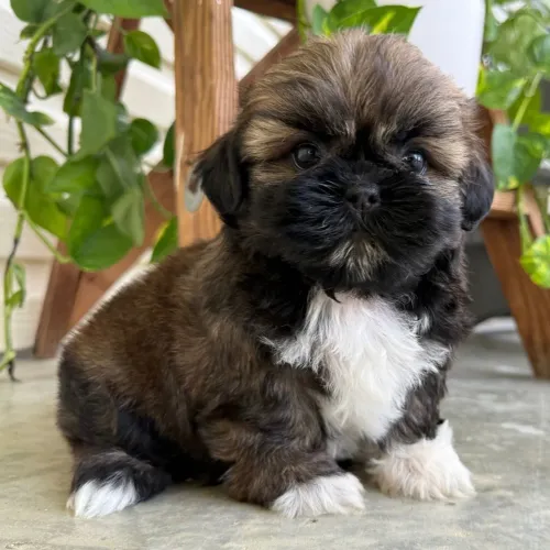 Shih tzu puro,vacinado e pronto para amar