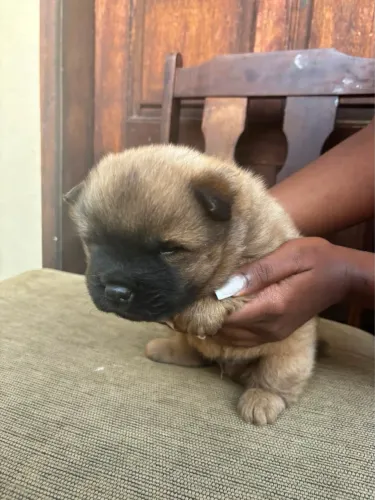 CHOW CHOW ÚLTIMO FILHOTE