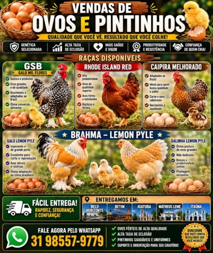 Ovos e Pintinhos GSB e Bhrma lemon pyle