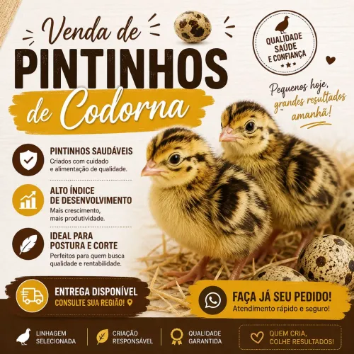 Filhotes de codorna